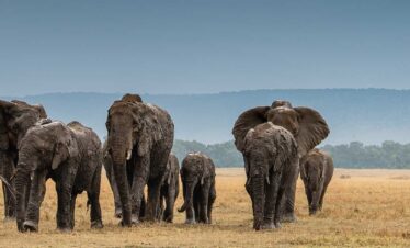 TWENDE SAFARI KENYA – 13 NTS 14 DAYS