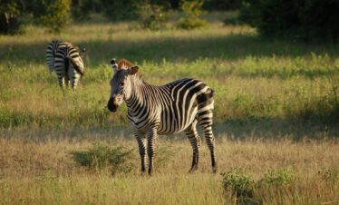 Authentic South Africa: Cape Town, Garden Route, Safari, and Johannesburg – 15 Days
